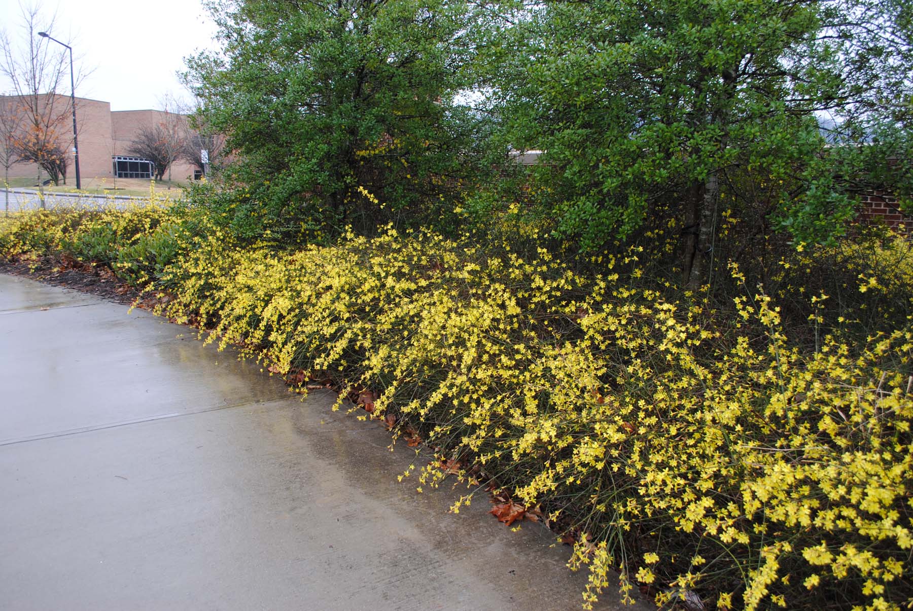 ELandscape Specialty Solutions, LLC.Plants We Love