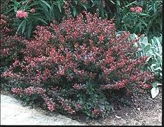E Landscape Specialty Solutions Llc 5 Great Low Maintenance Barberry Crimson Pygmy