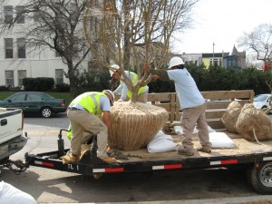 It’s Tree Planting Time