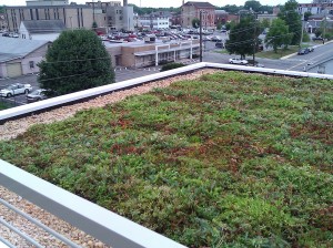 Planting a Live Green Roof
