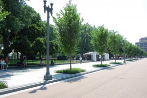 Disease Resistant Elms for Fort Belvoir Business Center