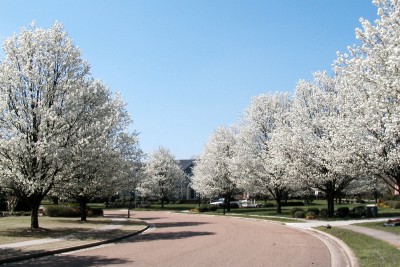 E Landscape Specialty Solutions Llc Winter Pruning And The Bradford Bradford Pear Trees