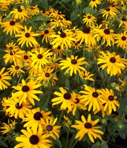 Plants We Love: Rudbeckia